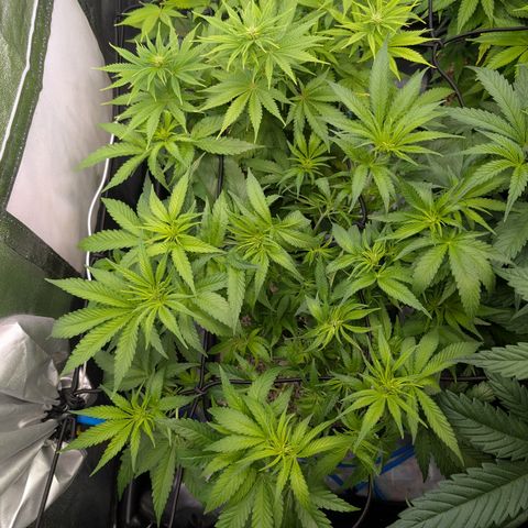 Kali Dog 🐕 growlog timeline photo