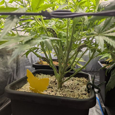 Kali Dog 🐕 growlog timeline photo