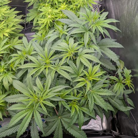 Gelato 44  growlog timeline photo