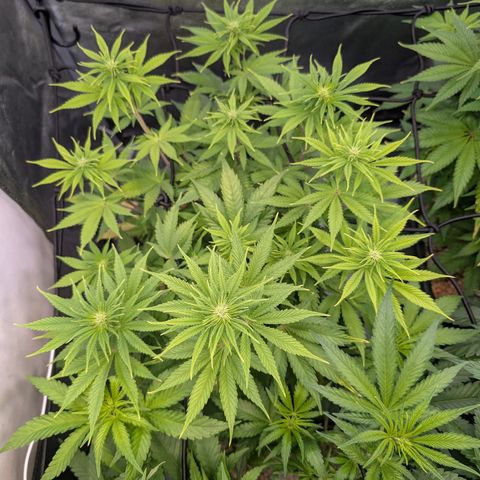 Buddha #3 growlog timeline photo