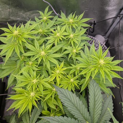 Buddha #2 growlog timeline photo