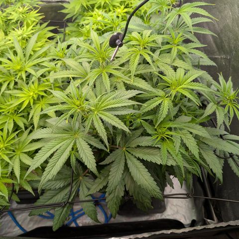 Gelato 44  growlog timeline photo