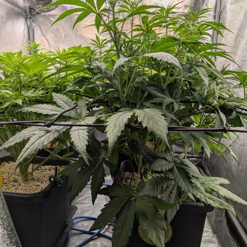 Gelato 44  growlog timeline photo