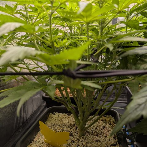 Kali Dog 🐕 growlog timeline photo