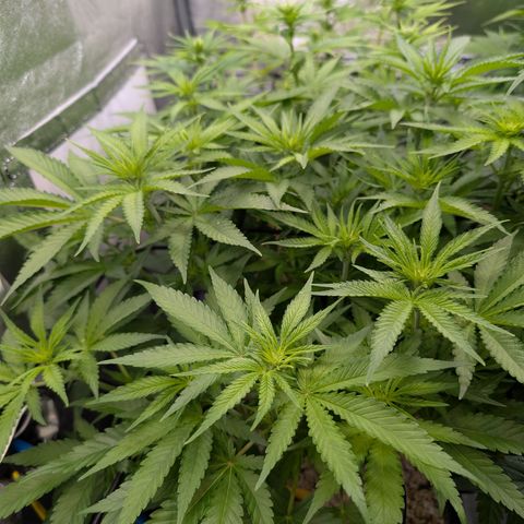 Kali Dog 🐕 growlog timeline photo