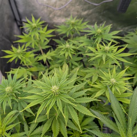 Buddha #3 growlog timeline photo