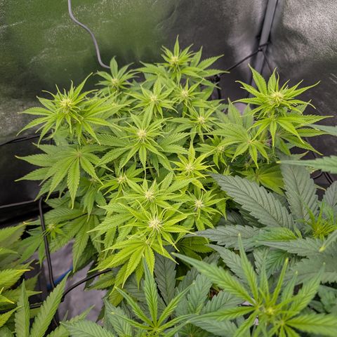 Buddha #2 growlog timeline photo
