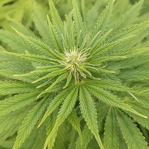 Buddha #3 growlog timeline photo