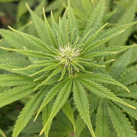 Buddha #3 growlog timeline photo