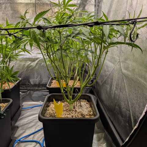 Gelato 44  growlog timeline photo