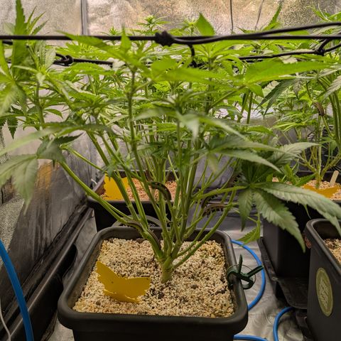 Kali Dog 🐕 growlog timeline photo