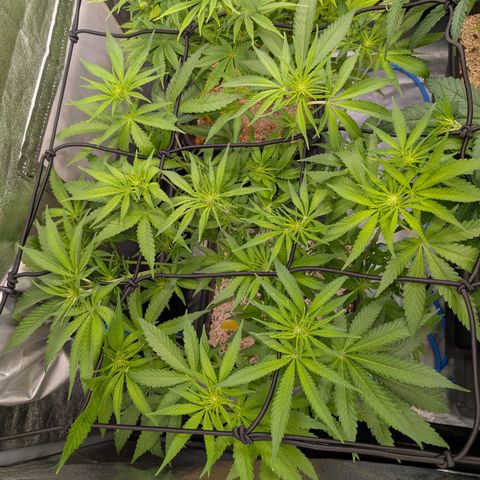 Kali Dog 🐕 growlog timeline photo
