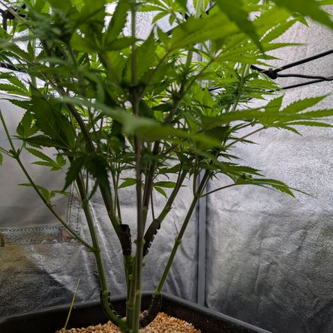 Buddha #3 growlog timeline photo