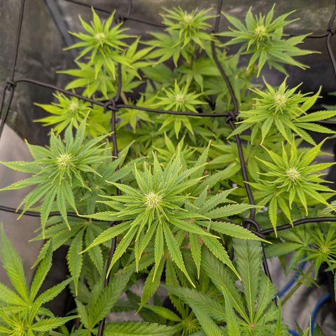 Buddha #3 growlog timeline photo