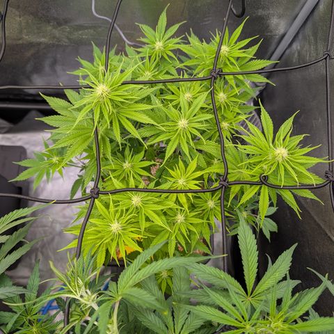 Buddha #2 growlog timeline photo