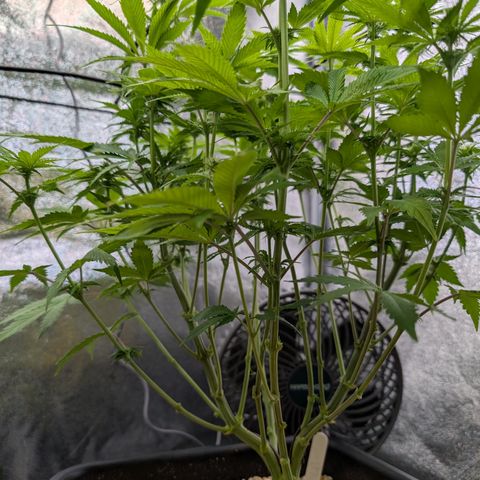 Buddha #2 growlog timeline photo