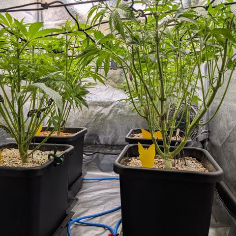 Buddha #2 growlog timeline photo
