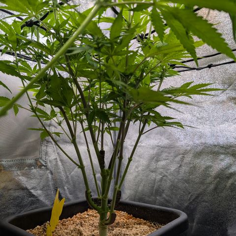Buddha #3 growlog timeline photo