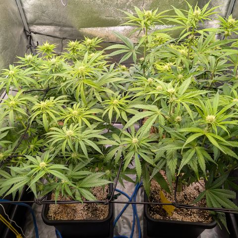 Gelato 44  growlog timeline photo