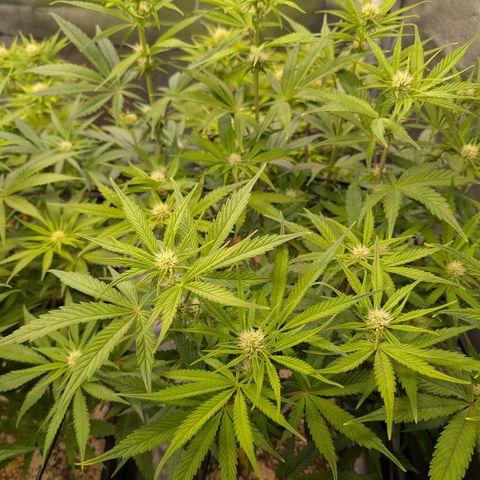 Gelato 44  growlog timeline photo