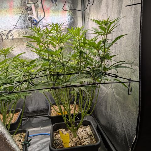 Gelato 44  growlog timeline photo