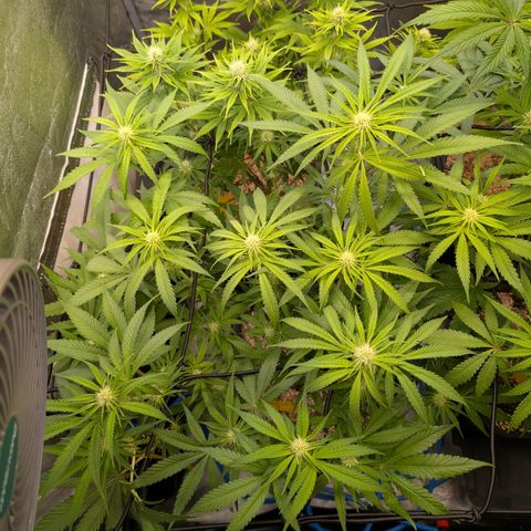 Kali Dog 🐕 growlog timeline photo
