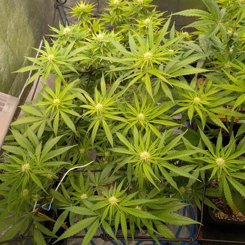 Kali Dog 🐕 growlog timeline photo