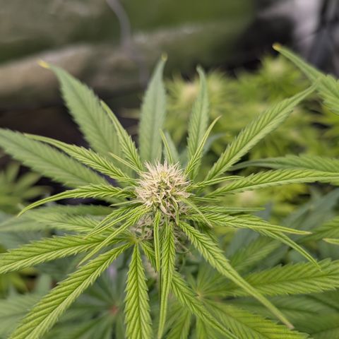 Kali Dog 🐕 growlog timeline photo