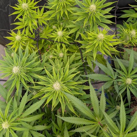 Buddha #3 growlog timeline photo