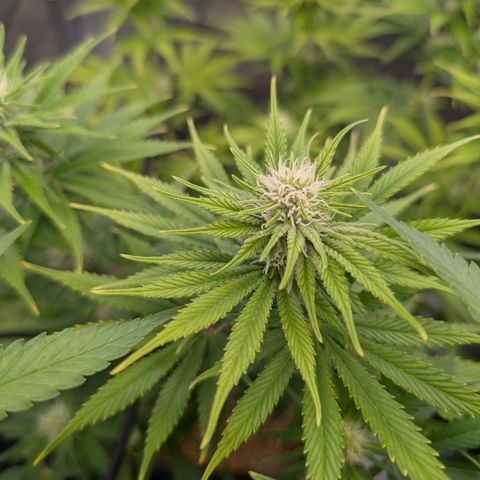 Buddha #3 growlog timeline photo