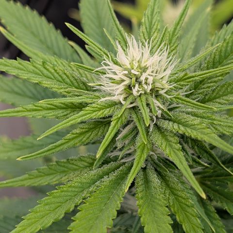 Buddha #3 growlog timeline photo