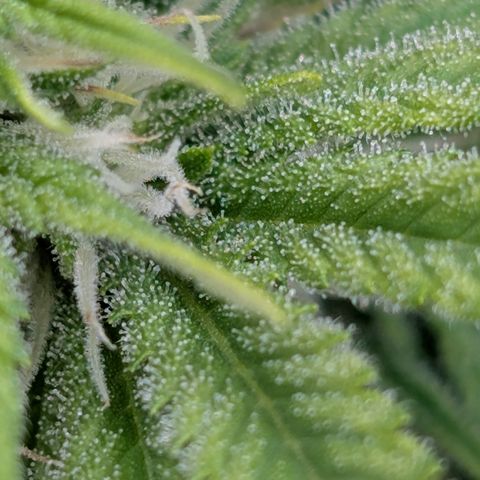 Buddha #3 growlog timeline photo