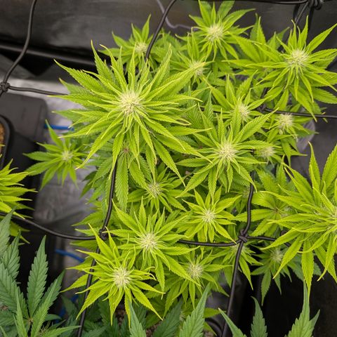 Buddha #2 growlog timeline photo