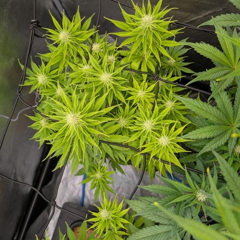 Buddha #2 growlog timeline photo