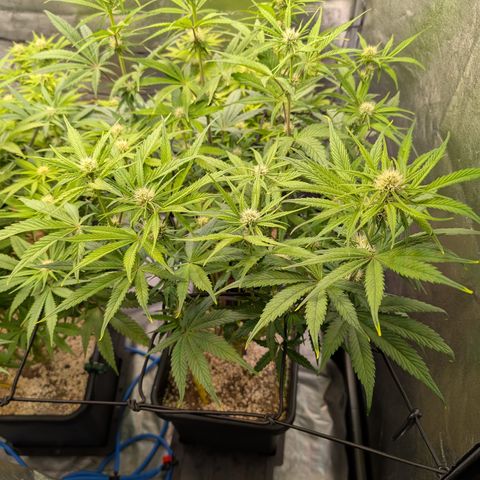 Gelato 44  growlog timeline photo