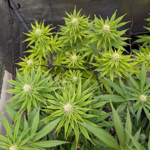 Buddha #3 growlog timeline photo