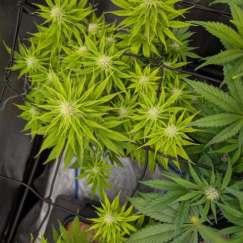 Buddha #2 growlog timeline photo
