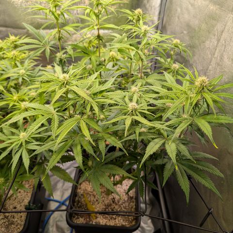 Gelato 44  growlog timeline photo