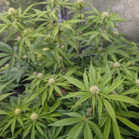 Gelato 44  growlog timeline photo