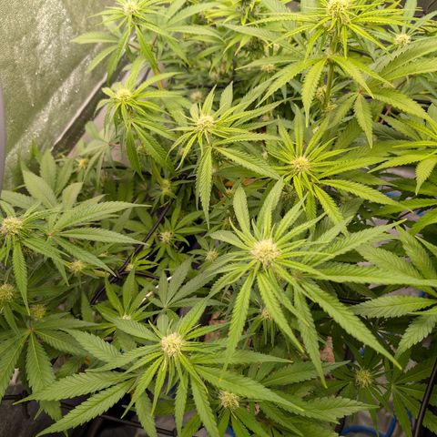 Kali Dog 🐕 growlog timeline photo