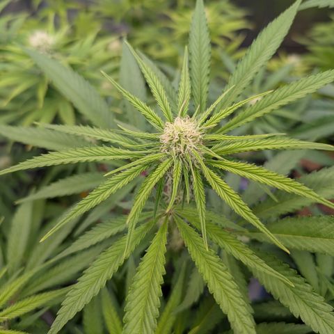 Kali Dog 🐕 growlog timeline photo