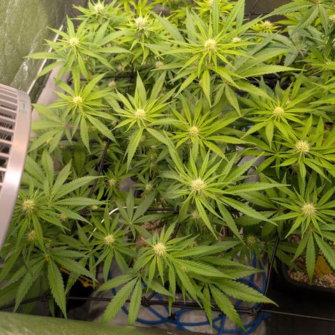 Kali Dog 🐕 growlog timeline photo