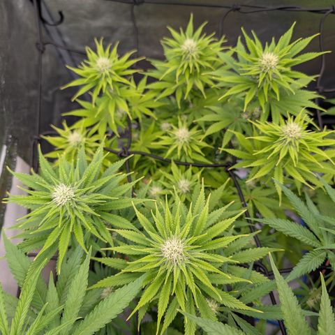 Buddha #3 growlog timeline photo