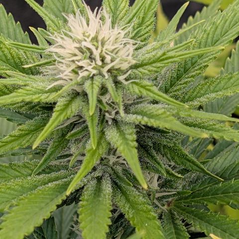 Buddha #3 growlog timeline photo