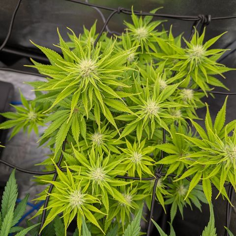 Buddha #2 growlog timeline photo