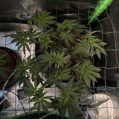 GDP #2, Gen 1 growlog timeline photo