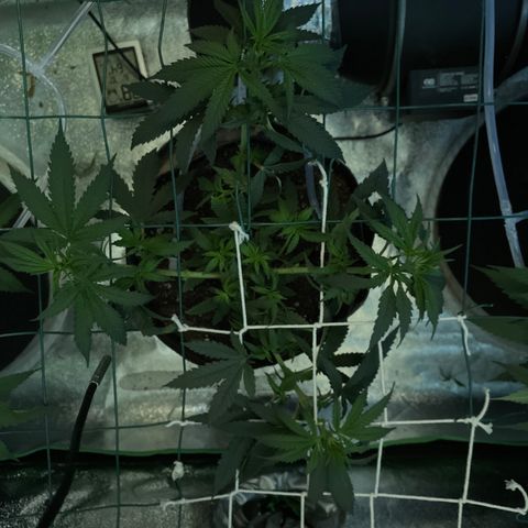 GDP #1 Gen 1  growlog timeline photo