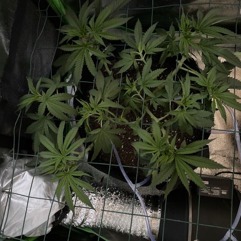 GDP #3 Gen 1 growlog timeline photo