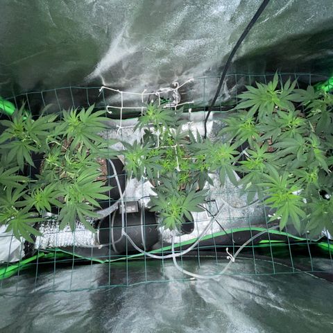 GDP Mother growlog photo: Defoliation and trimming successful trees are bushy for first week of flowering 