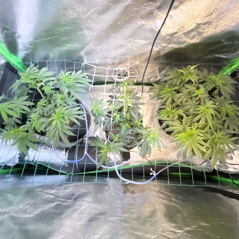 GDP Mother growlog timeline photo